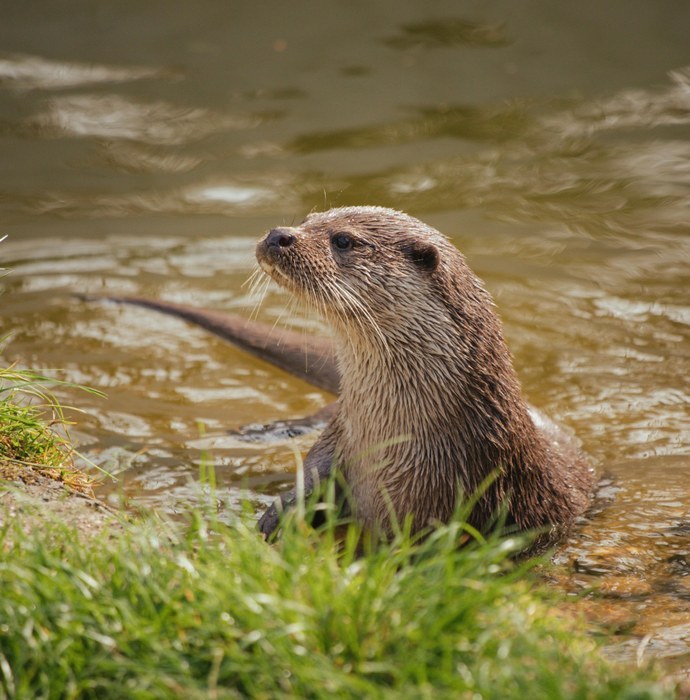 otter